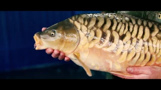 The Life of a Fish Farmer - Team Korda