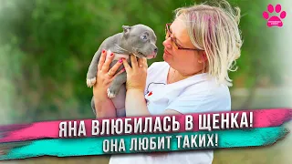 Родился уникальный булли с ГОЛУБЫМ ГЛАЗОМ! Обзор щенков МИЛЫ и СИЛЬВЕРА!  Какой стала ЛУНА?