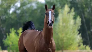 Ахалтекинский жеребчик Астемир