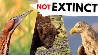 5 Animals that are BACK in the UK!