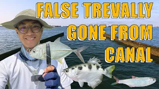 Have False Trevally Disappeared From Siglap Canal?!