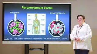 10 класс. Биология. Белки