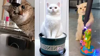 Funniest Cat, Cute Cat, Try Not To Laugh (part 5)