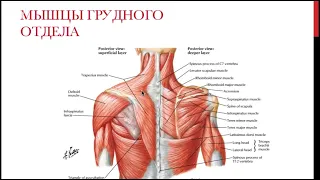 Причины сутулости. Для проекта "Жизнь без боли в спине". Андрей Гайдукевич.