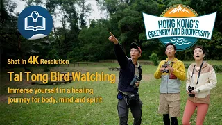 Hong Kong's Greenery & Biodiversity - Diary of birdwatching at Tai Tong (4K)