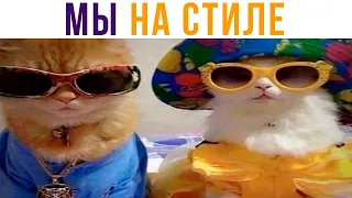 Коты на стиле))) Приколы с котами | Мемозг 657