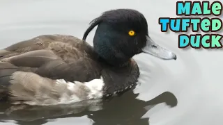 Male Tufted Duck Close-Up