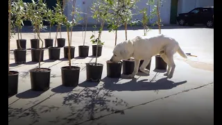 The sniffer dogs saving olive trees from a deadly pest