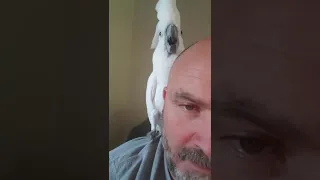 Buster the cockatoo story time with Dad FINALLY!!!