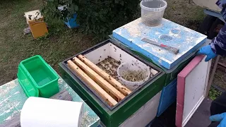 Пробная обработка пчел муравьиной кислотой