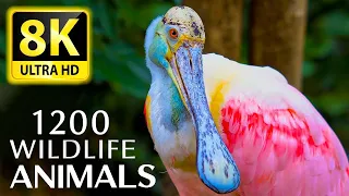 1200 ANIMALS AND ANIMALS 8K ULTRA HD - Soothing Music and Impressive Animals in 8K ULTRA HD (60 FPS)