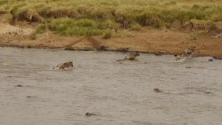 Crocodile action at Wildebeest crossing Mara River