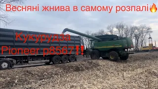 Весняні жнива кукурудзи 2024‼️🔥Як перезимували Кука🌽❓John Deere 9770 STS🔥Ціни на зерно падають😱