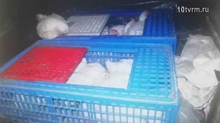 К цыпочкам на цыпочках | Stealing chickens