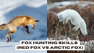 Fox hunting skills  (Red Fox vs Arctic Fox) jumping in snow