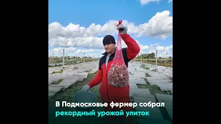 В Подмосковье фермер собрал рекордный урожай улиток