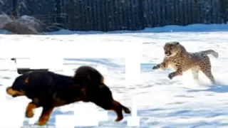 Leopard single handedly fights off 5 Tibetan Mastiffs!!!