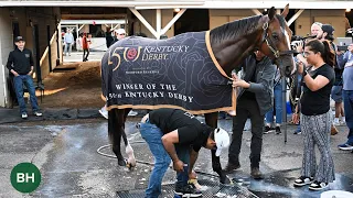 Mystik Dan The Morning After His Victory in the 2024 Kentucky Derby