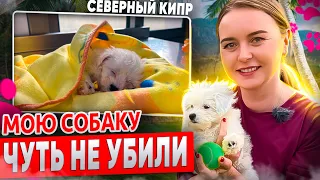 КУПИЛА СОБАКУ НА СЕВЕРНОМ КИПРЕ!