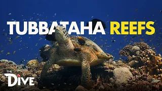 THE DIVE: Virtual Diving sa Tubbataha Reefs! | Full Episode