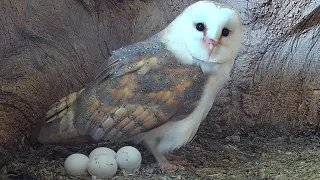 Barn Owl Lays Precious Third and Fourth Egg | Gylfie & Dryer | Robert E Fuller