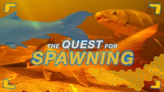 Saving Sandfish | EP4 | The Quest for Spawning