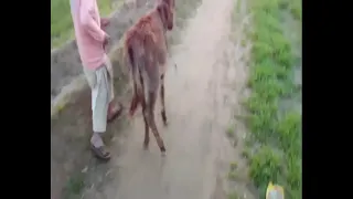 Donkey and boy meeting in my village