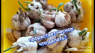 прорастает чеснок, что делать? Разумное решение.