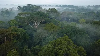 The struggle to protect Liberia's chimps and their forests