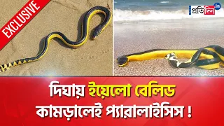 Venomous Species Of Snake 'Yellow Bellied' Spotted At Digha Sea Beach, How To Deal With This