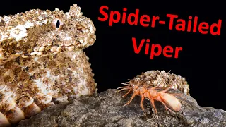 Spider-Tailed Horned Viper - Animal of the Week