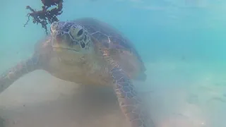 Кормление зеленых черепах( Chelonia mydas) . Хиккадува