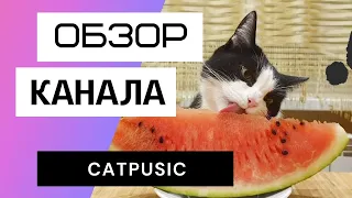 Самый популярный кот-блогер Беларуси. CatPusic - обзор и доход ютуб канала.