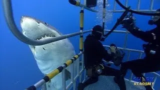 Great White Sharks | SHARK ACADEMY