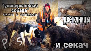 охота на кабана с лайками. две куницы и секач за один день. универсальность лайки.