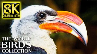 The Greatest BIRD COLLECTION in 8K 60FPS HDR | 8K Nature Sound with Relaxing Music