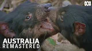 The Battle of the Tasmanian Devil | Australia Remastered