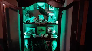 CABINET OF CURIOSITIES TOUR! Taxidermy,skulls, specimens,tarantulas,gaffs!| Cobwebs And Candlesticks