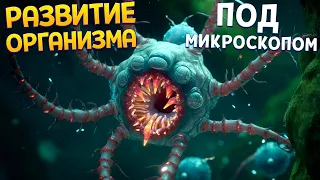 РАЗВИТИЕ ОРГАНИЗМА ПОД МИКРОСКОПОМ ( Sipho )