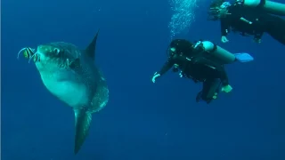 Oceanic Sunfish AKA Mola Mola - LARGEST BONY FISH ON EARTH!! - Scuba Diving GoPro