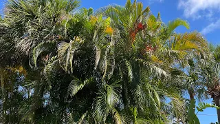 Thinning out Areca palms is a great look