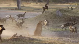Lioness is fearless against an angry wild dog pack