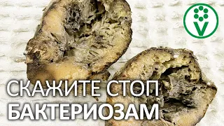 ПРОТИВ БАКТЕРИОЗОВ ПОМОЖЕТ ТОЛЬКО ЭТО! Лечение бактериального рака и других болезней