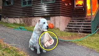 Hund trug ein Baby aus einem brennenden Haus und schrie um Hilfe. Was dann geschah, ist schockierend