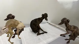 The Owner Has Left, 5 Skinny Dogs Are Starving Every Day - I've Been Crying for Hours