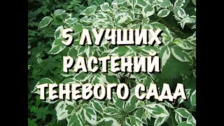 5 КРУТЫХ РАСТЕНИЙ для ТЕНЕВОГО САДА! ВЫСВЕТЛЕНИЕ УГОЛКОВ!