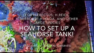 How to set up a seahorse tank - extended version!