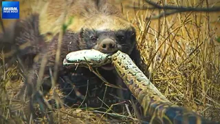 Top 10 Moments When Honey Badgers Show The Competition | Things You Didn't Know