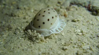 Underwater Macro #beautiful #scubadiving #maldives #macro #video #padi #ssi