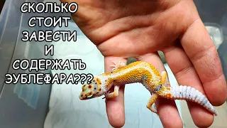 СКОЛЬКО СТОИТ ЗАВЕСТИ И СОДЕРЖАТЬ ЭУБЛЕФАРА?